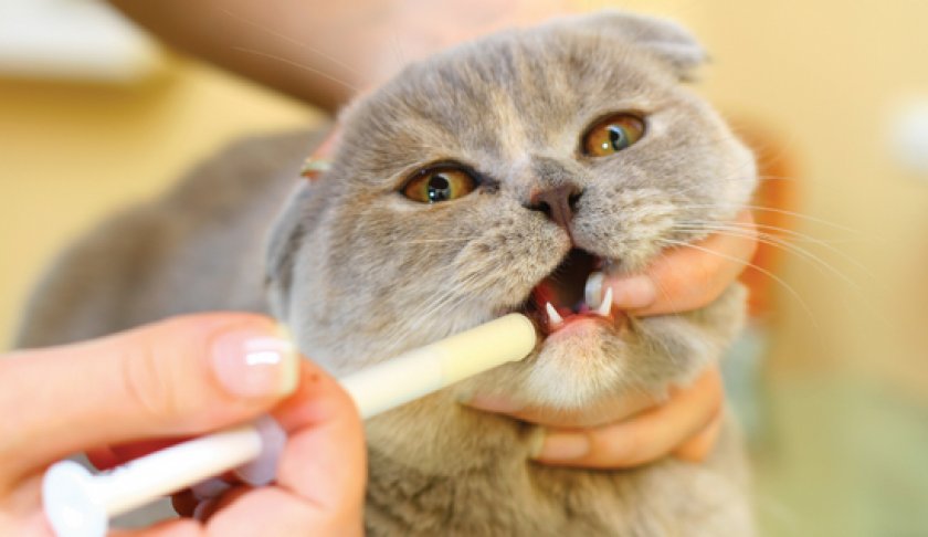 Сахарный диабет у кошек Сахарный диабет у кошек