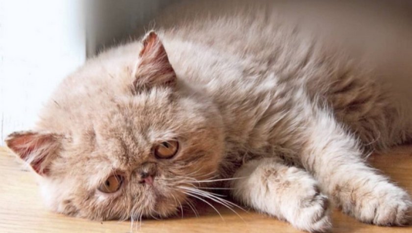 Сахарный диабет у кошек Сахарный диабет у кошек