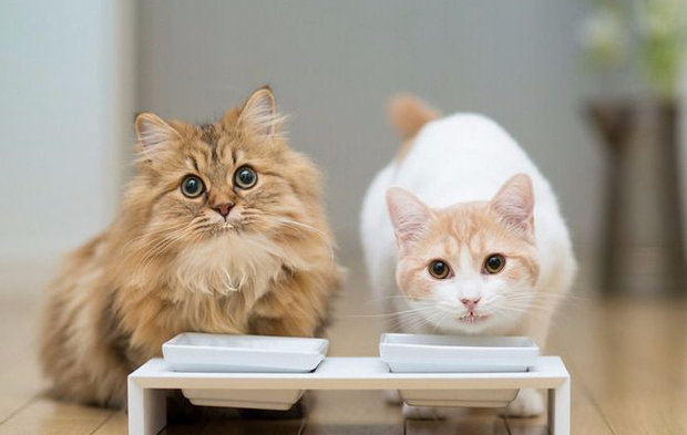 Кошки Кошки