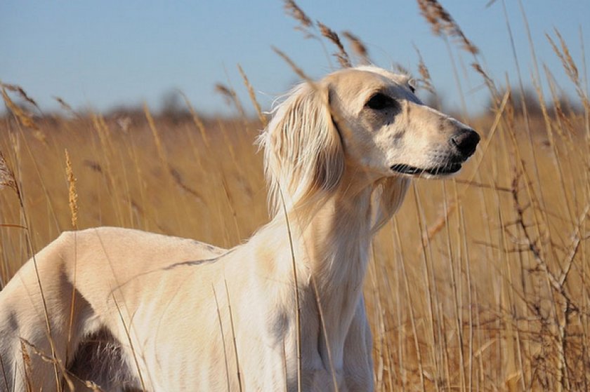 Собака породы Салюки