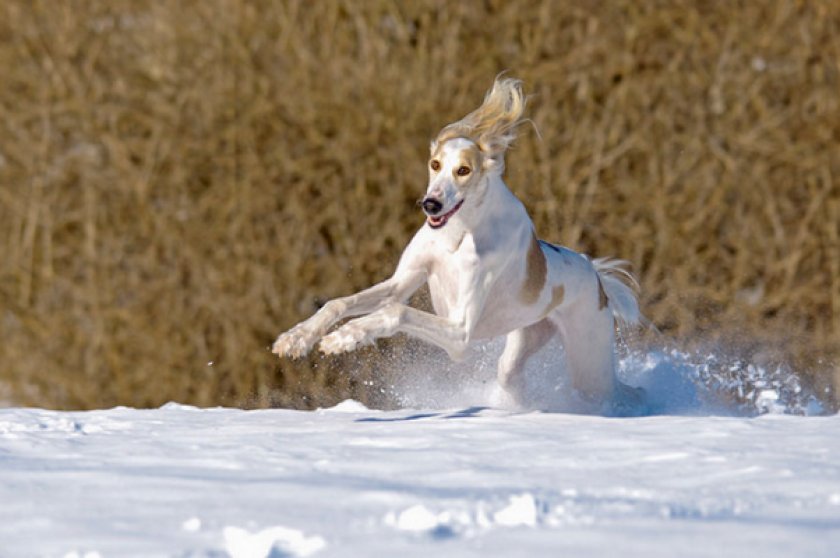Собака породы Салюки