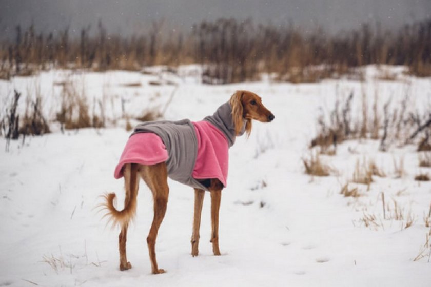 Собака породы Салюки