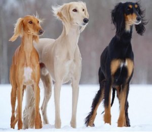 Собака породы Салюки