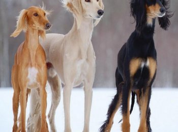 Собака породы Салюки: описание породы, история