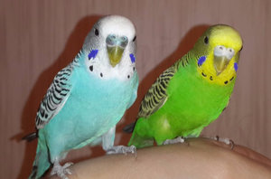 Пение волнистых попугаев: изучаем особенности (+видео)