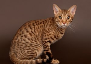 Оцикет кошка