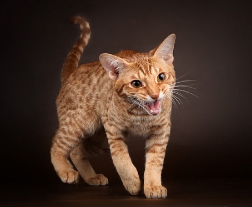 Оцикеты Джунгала