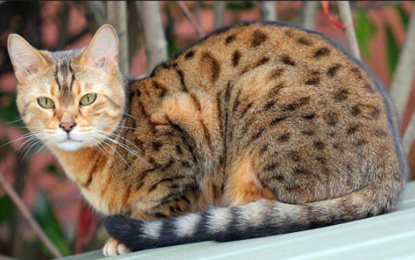 Оцикеты Джунгала