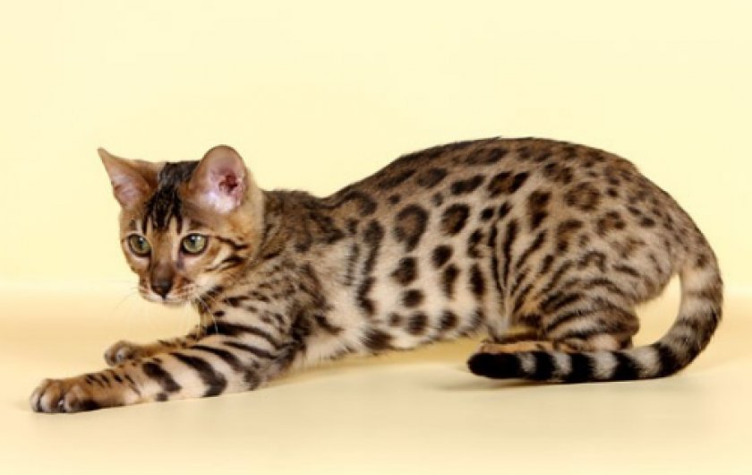 Оцикеты Джунгала