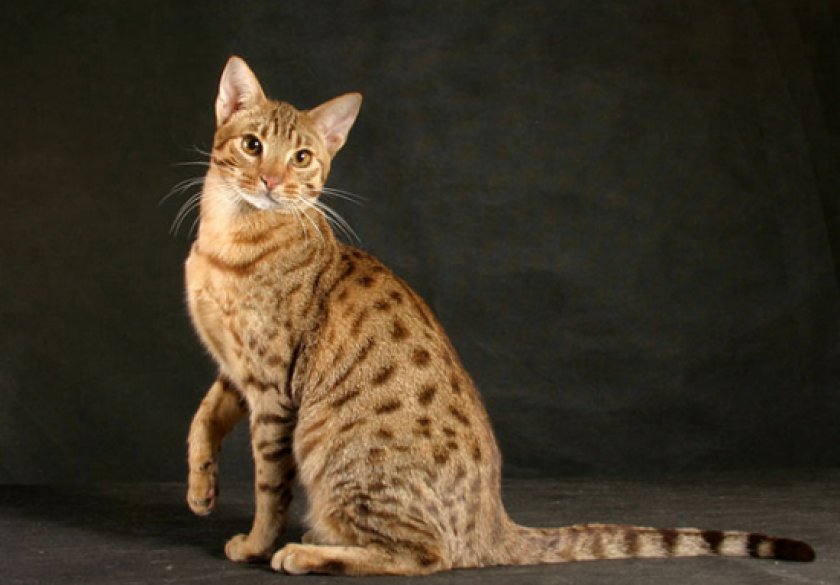 Оцикеты Джунгала