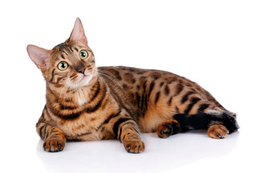 Оцикеты Джунгала