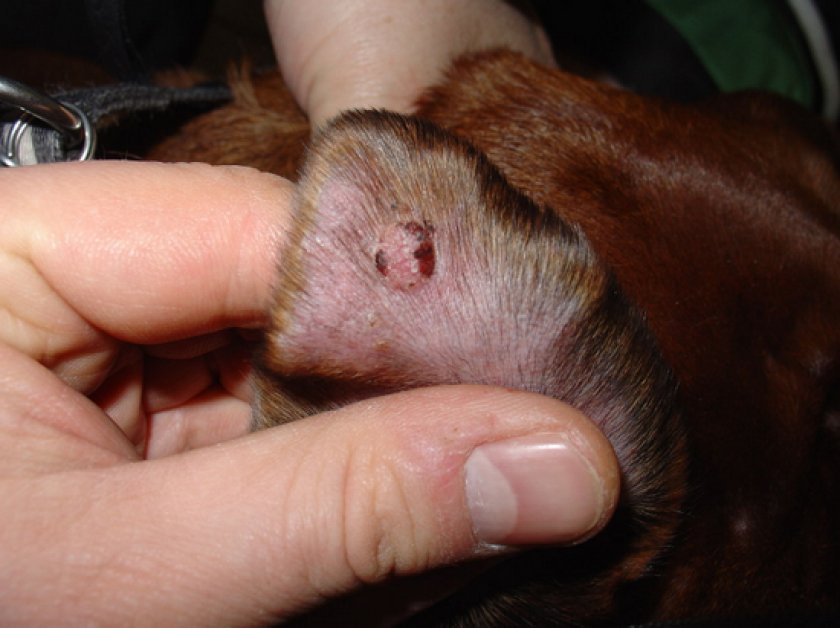 гистиоцитома у собак