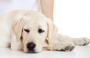 гистиоцитома у собак