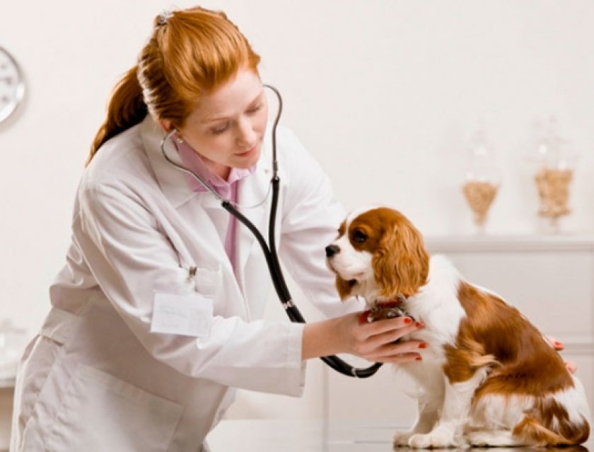 гистиоцитома у собак