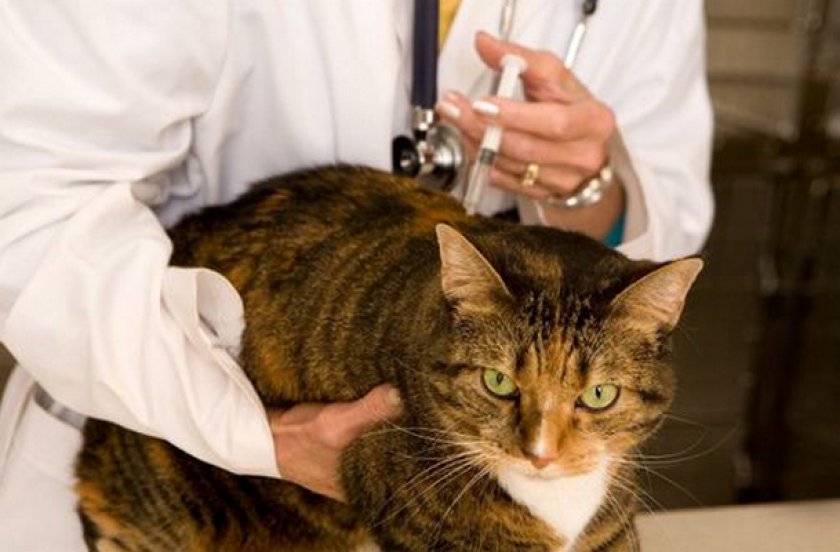 Вакцинация