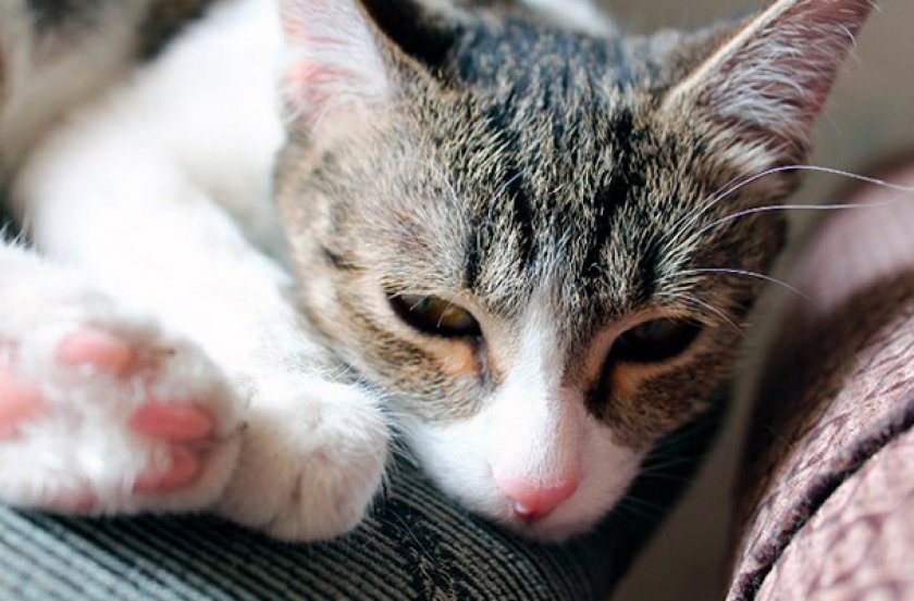 Лейкоз у кошки