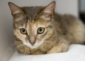 Лейкоз у кошки