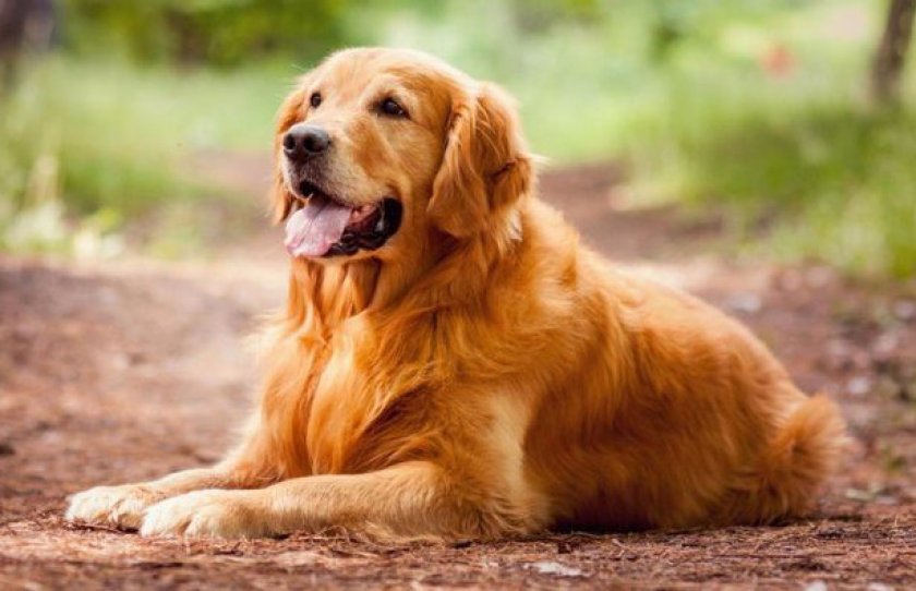 Золотистый ретривер
