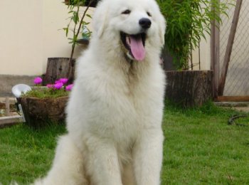 Венгерский кувас, описание породы