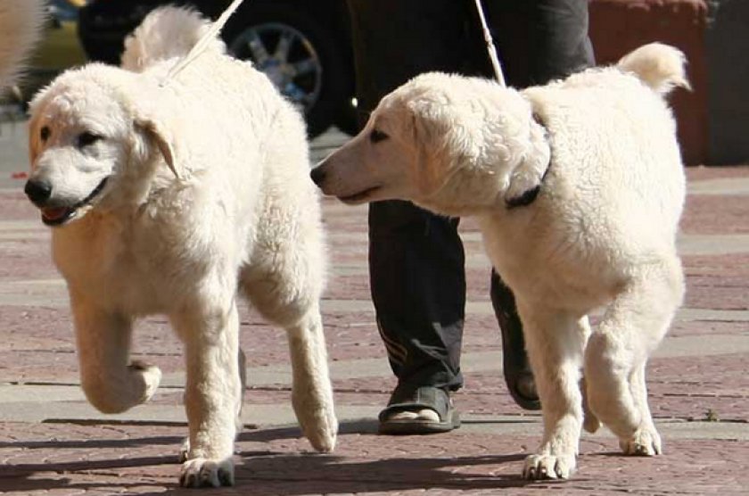 Венгерский кувас Венгерский кувас