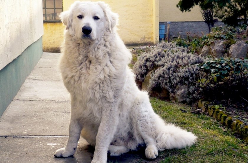 Венгерский кувас Венгерский кувас