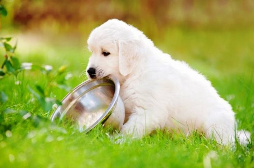 Питание Питание