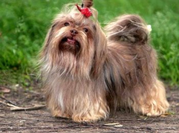 Декоративная собачонка — русская цветная болонка