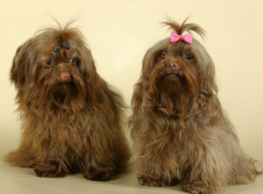 русская цветная болонка