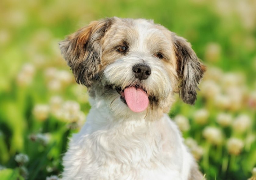 русская цветная болонка