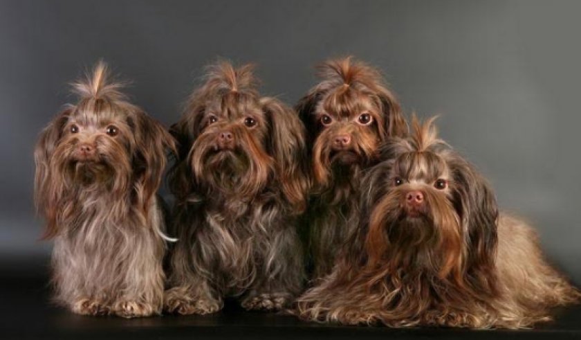 русская цветная болонка