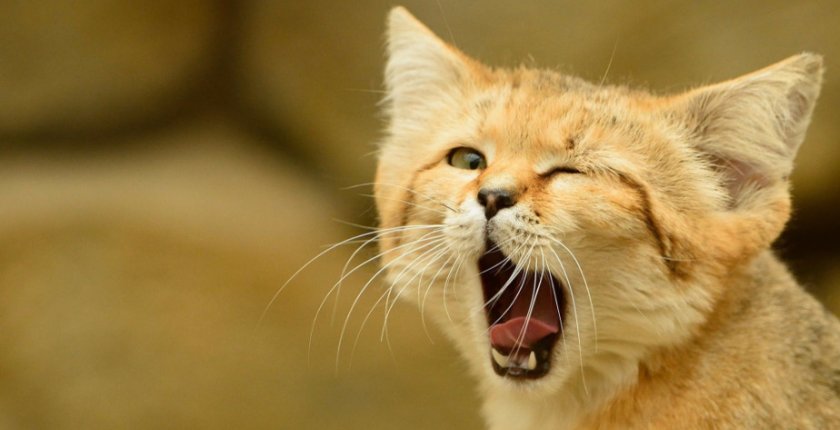 барханный кот барханный кот