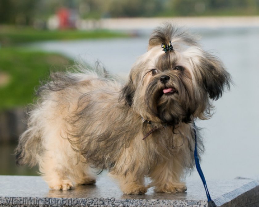 русская цветная болонка