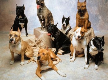 С ними лучше дела не иметь: топ самых страшных и опасных пород собак