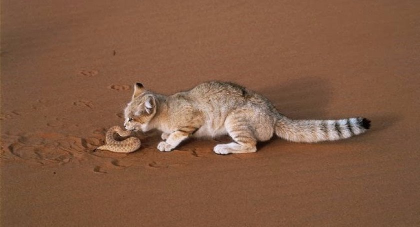 питание питание