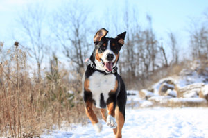 Большой швейцарский зенненхунд