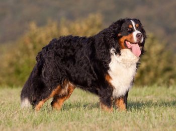 Родом из Альп: знакомство с породой большой швейцарский зенненхунд