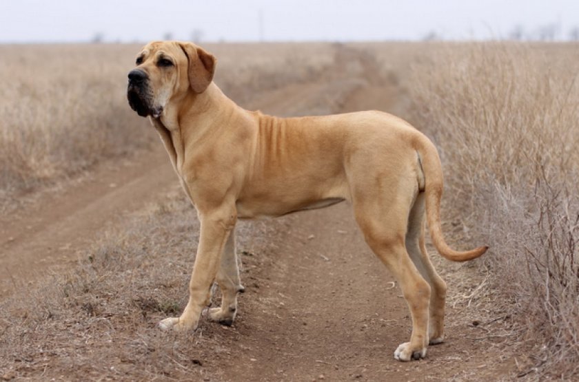 Бразильский мастиф Бразильский мастиф