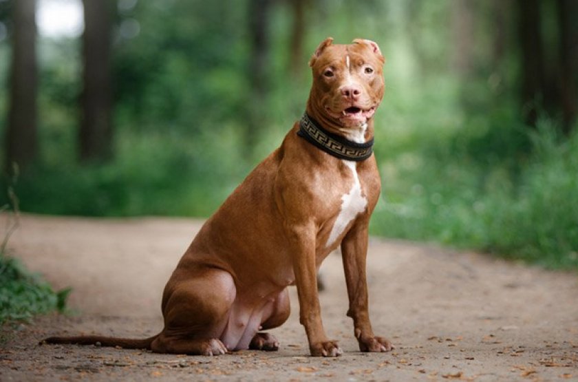 Питбуль Питбуль