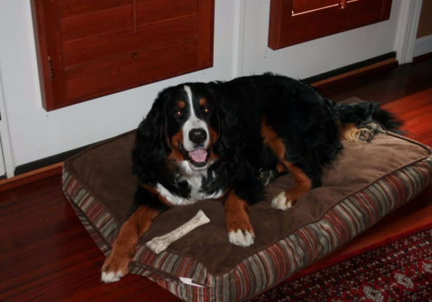 Большой швейцарский зенненхунд