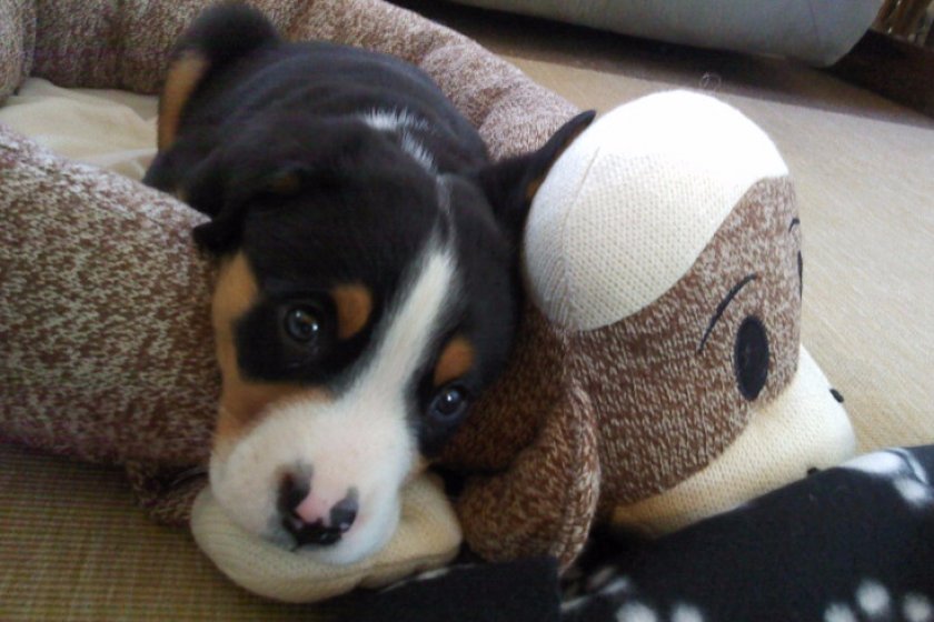 Большой швейцарский зенненхунд