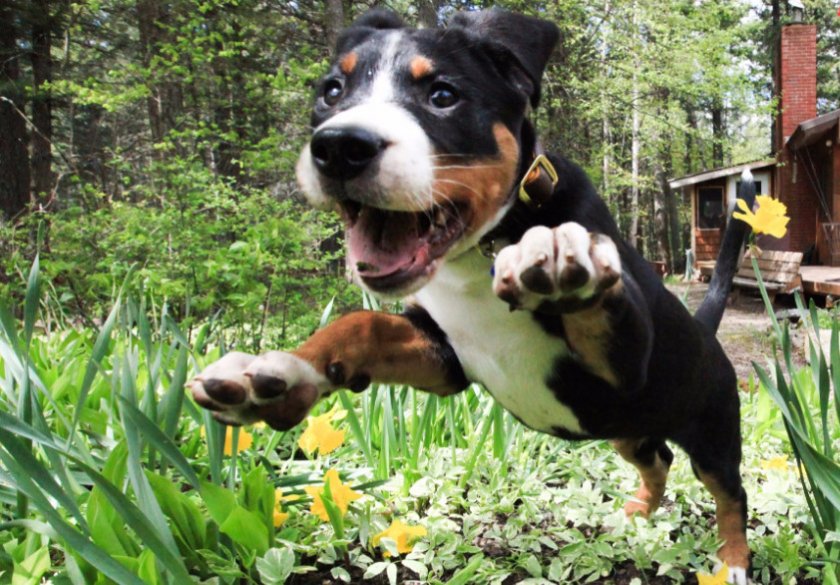 Большой швейцарский зенненхунд