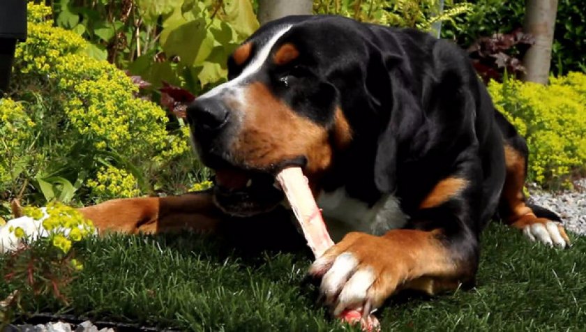 Большой швейцарский зенненхунд