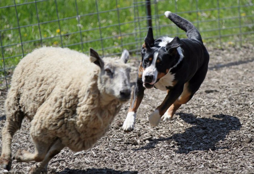 Большой швейцарский зенненхунд