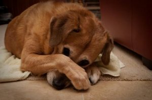 Собака сьела яд