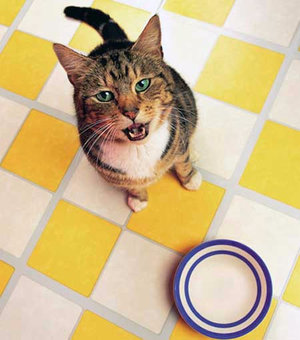 Сколько раз в день кормить кошку