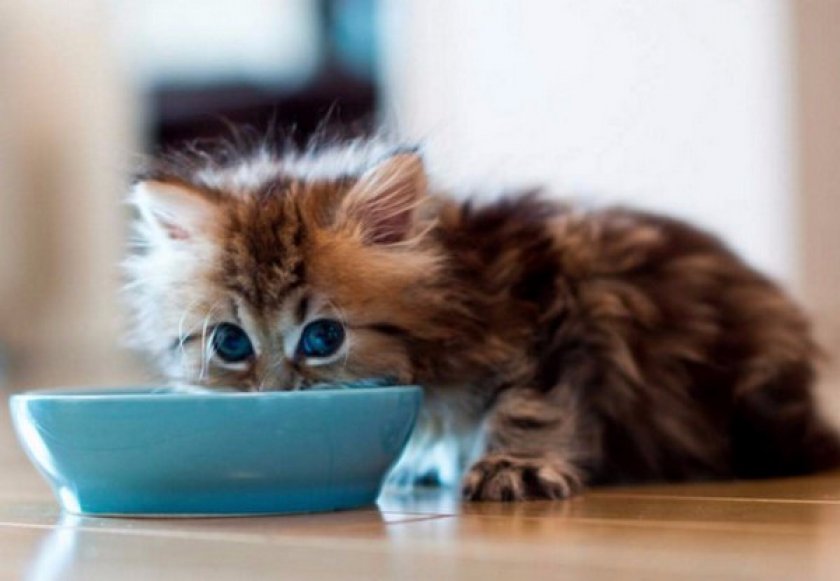 Сколько раз в день кормить кошку