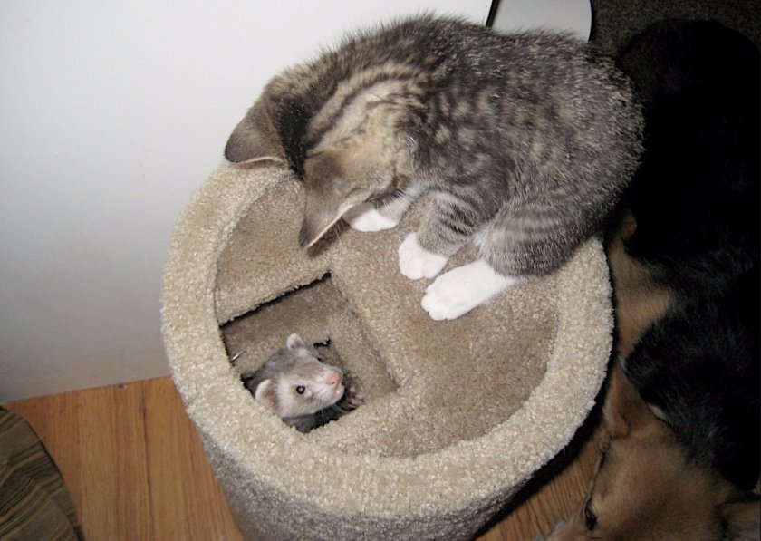 Фретка Фретка