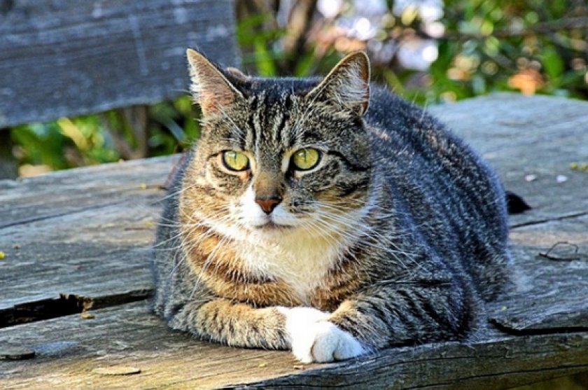 Гемобартонеллез Гемобартонеллез