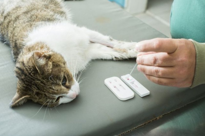 Гемобартонеллез Гемобартонеллез