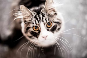 Кошка Кошка